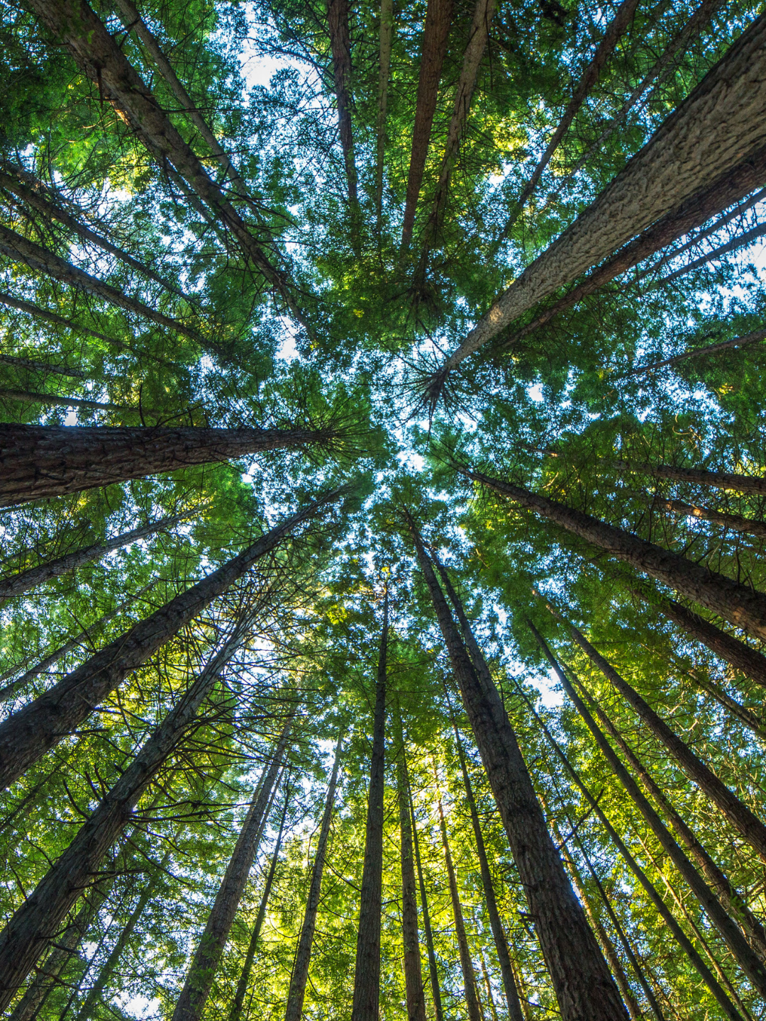 Honoring Earth Everyday
